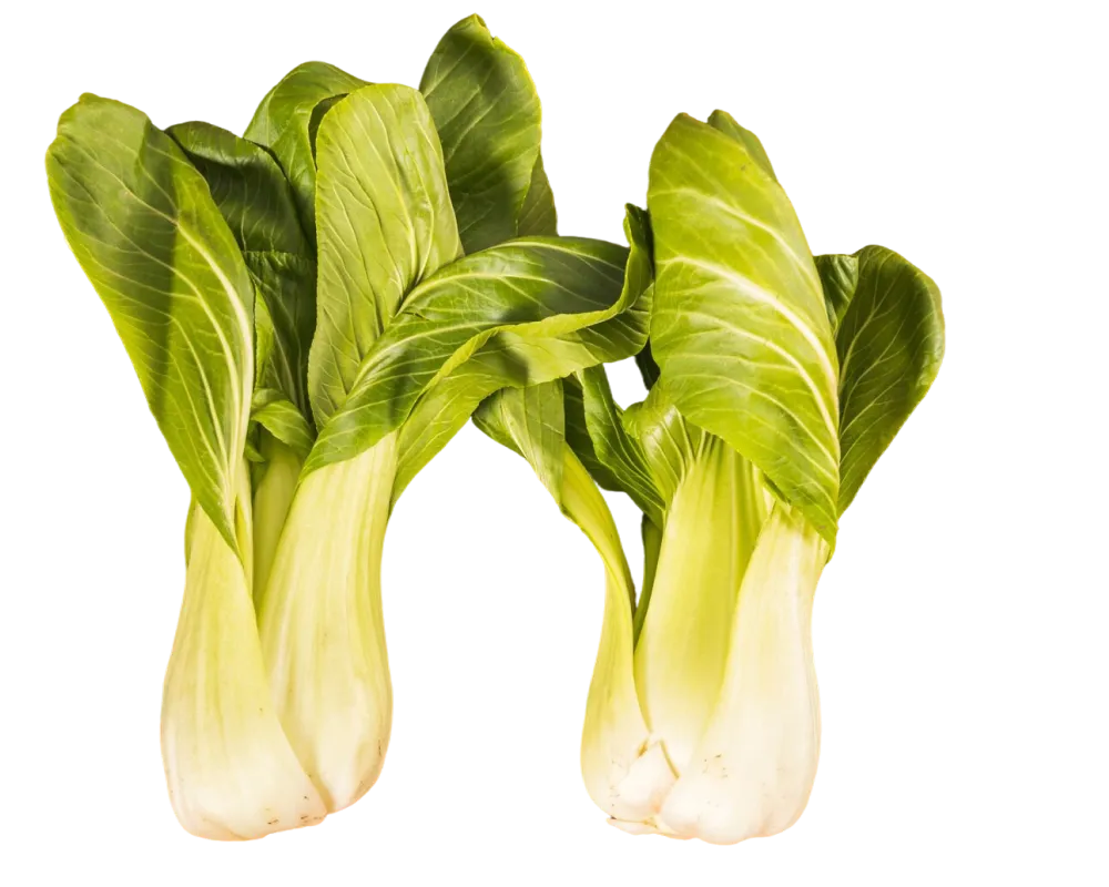 Pak Choi Baby