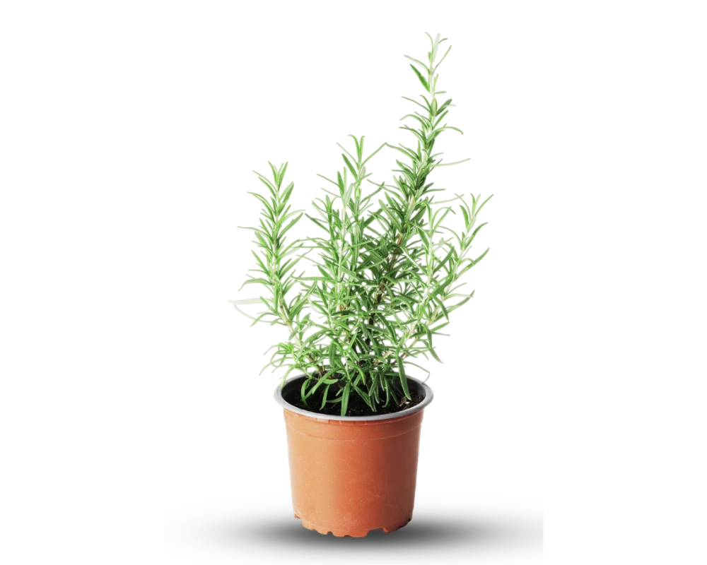 Rosemary