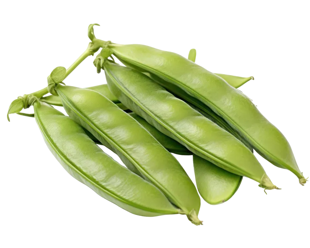 Snow Pea